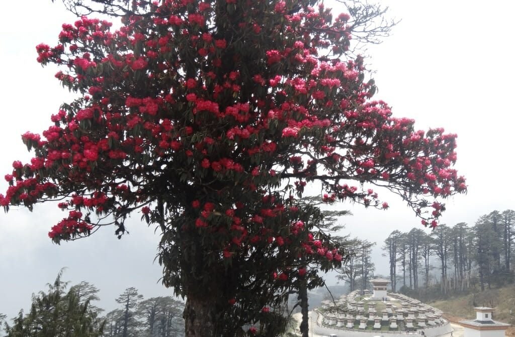 Pink-Rhododendron-Flower-in-Bhutan